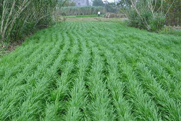 冬牧70黑麥草種子種植方法 冬牧70黑麥草種子種植方法