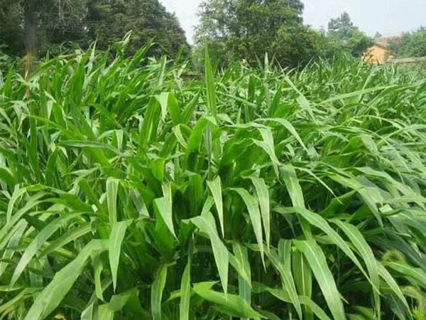 廣東適合種植哪些牧草