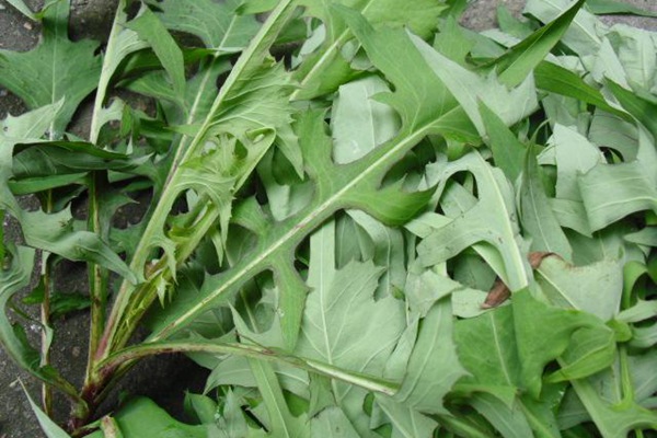 苦荬菜種子畝播種用量