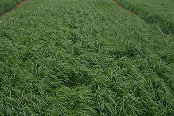 遼寧能種飼草嗎，如何提高產量