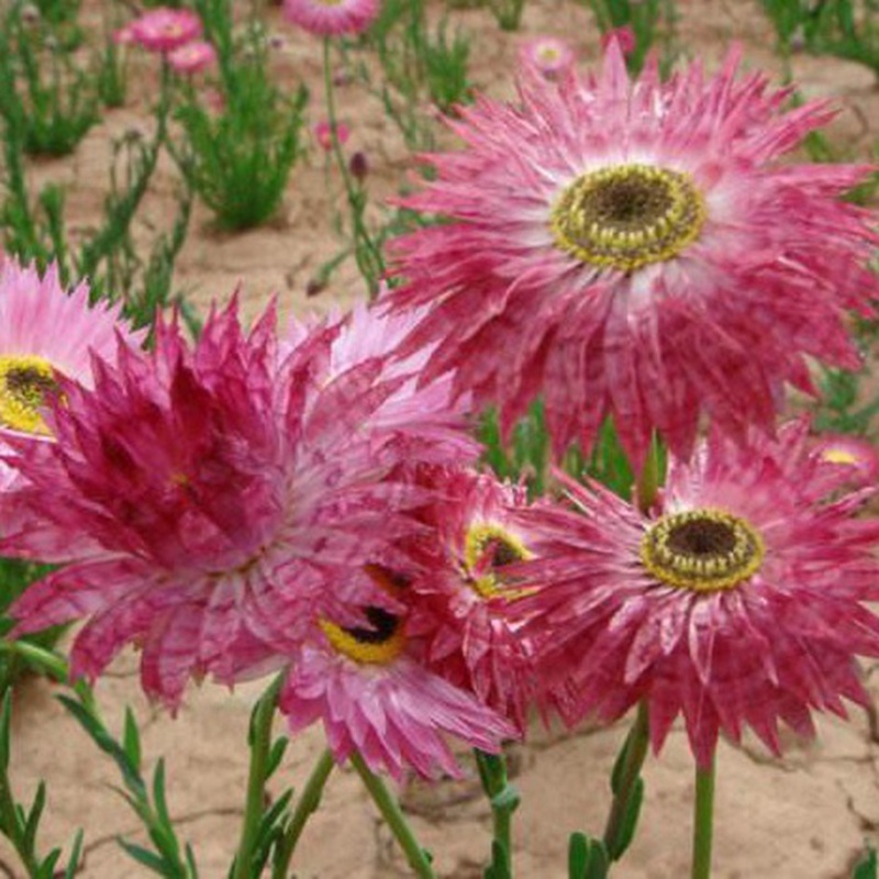 永生菊 永生菊