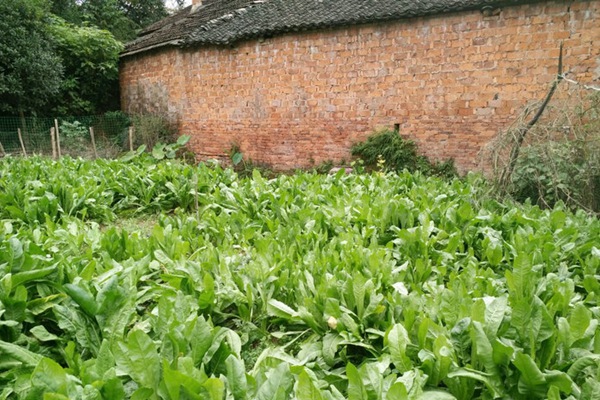 將軍菊苣