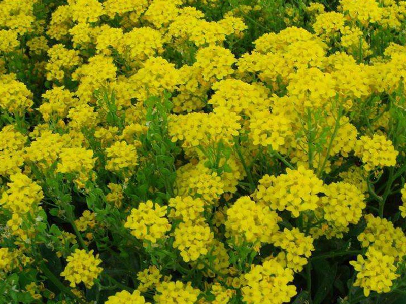 巖生庭芥