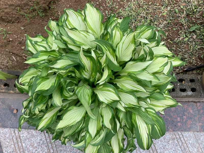 玉簪花 玉簪花