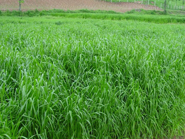 黑麥草_副本.jpg