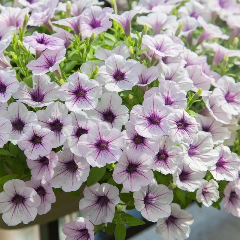 美聲矮牽牛花